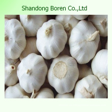 Ajo Fresco De Shandong Boren